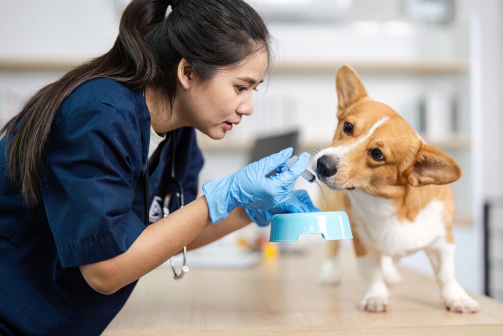 How Personalized Diets Support Long-Term Pet Wellness